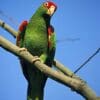 A wild Red-spectacled Amazon perches on a branch