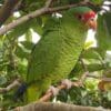 A companion Red-spectacled Amazon perches in a tree