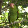 A companion Red-spectacled Amazon perches in a tree