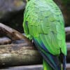 A Red-spectacled Amazon perches on a limb