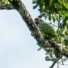 A wild Red-tailed Amazon perches on a limb