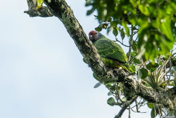 A wild Red-tailed Amazon perches on a limb