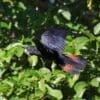 A wild Red-tailed Black Cockatoo perches in a leafy tree