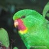 A closeup of a Red-throated Lorikeet