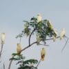 Wild Red-vented Corellas perch in a tree