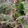 Wild Rose-crowned Conures feed in a tree