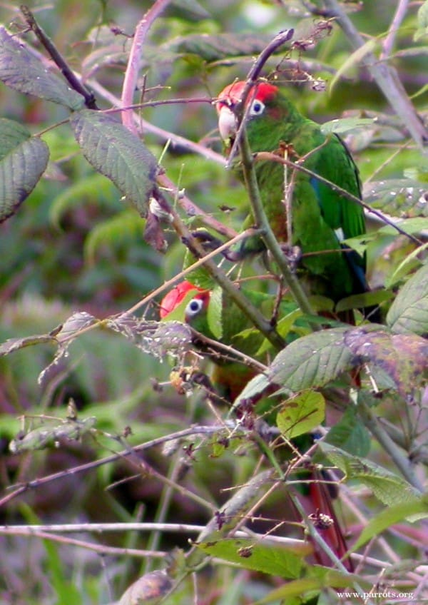 Wild Rose-crowned Conures feed in a tree
