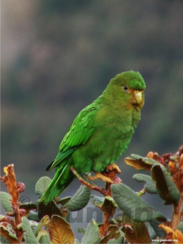 A wild Rufous-fronted Parakeet perches in a flowering tree