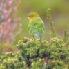 A wild Rufous-fronted Parakeet perches in a bush