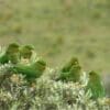 Wild Rufous-fronted Parakeets perch in a bush