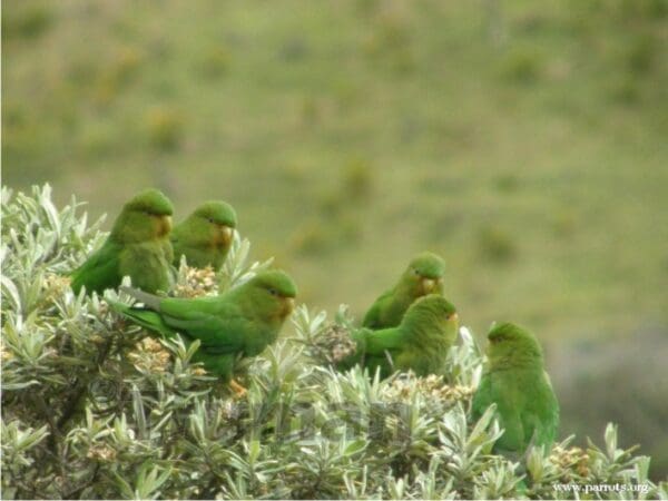 Wild Rufous-fronted Parakeets perch in a bush