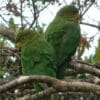Wild Rufous-fronted Parakeets perch in a tree