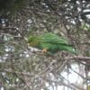 A wild Rufous-fronted Parakeet perches in a tree