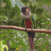 Wild Santarém Conure perches on a limb
