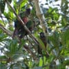 Wild Santarém Conure perch in a leafy tree