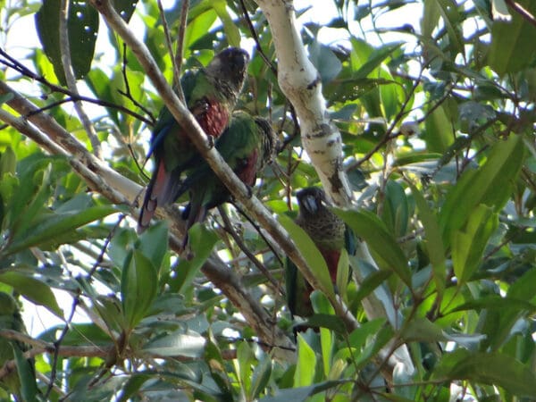 Wild Santarém Conure perch in a leafy tree