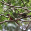 Wild Santarém Conures perch on a branch