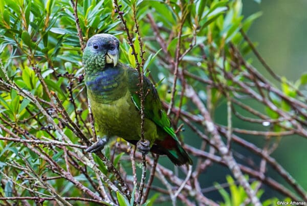 A wild Scaly-headed Parrot perches in a bush