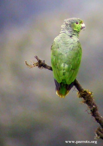 A lone Scaly-naped Amazon perches on a branch