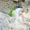 A wild Sierra Parakeet climbs among rocks