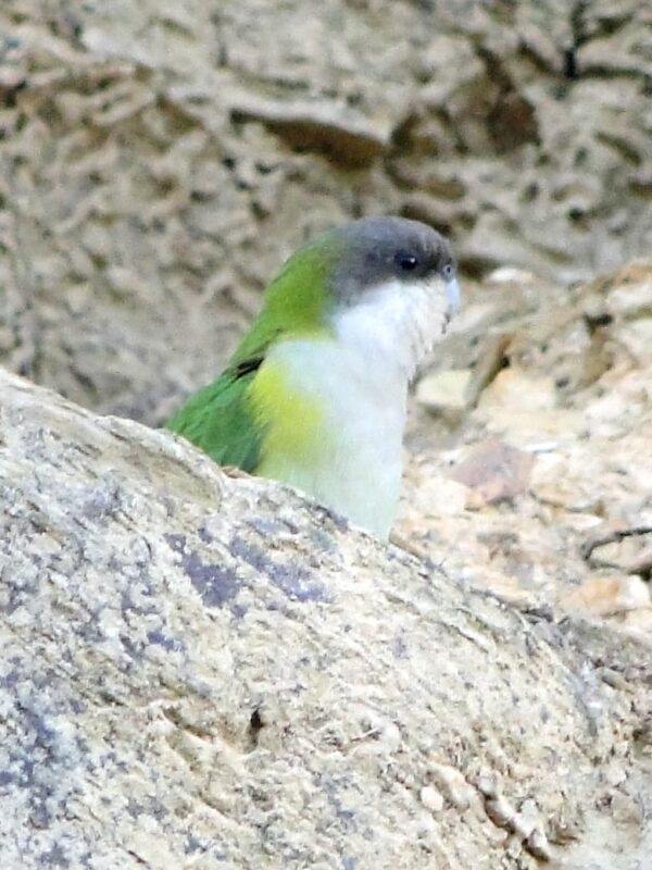 A wild Sierra Parakeet climbs among rocks