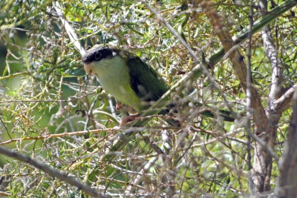 A wild Sierra Parakeet perches in a tree