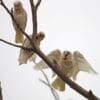 Wild Slender-billed Corellas land on a branch