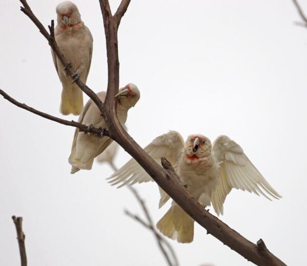 Wild Slender-billed Corellas land on a branch