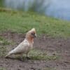 A wild Slender-billed Corella forages on the ground