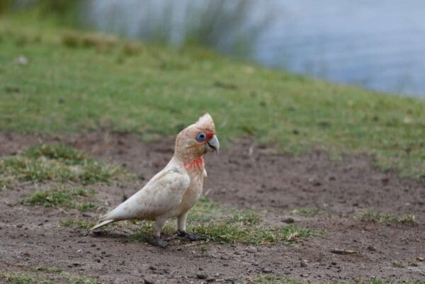 A wild Slender-billed Corella forages on the ground