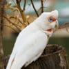 A wild Slender-billed Corella perches on a stump