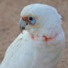 A closeup of a wild Slender-billed Corella