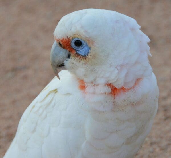 A closeup of a wild Slender-billed Corella