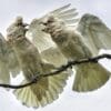 Wild Slender-billed Corellas bicker while perching on a branch