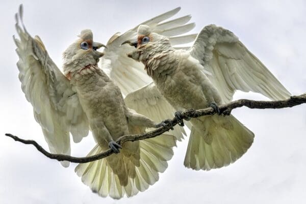 Wild Slender-billed Corellas bicker while perching on a branch