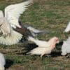 A group of wild Slender-billed Corellas forage and play