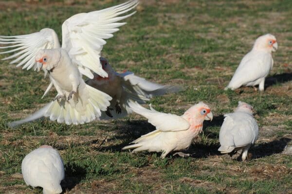 A group of wild Slender-billed Corellas forage and play
