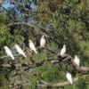 A flock of wild Slender-billed Corellas perch on a large branch