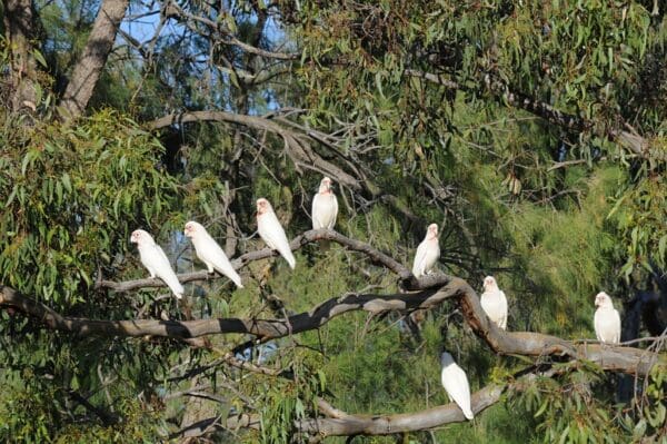 A flock of wild Slender-billed Corellas perch on a large branch