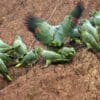Wild Southern Mealy Amazons consume clay