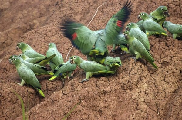 Wild Southern Mealy Amazons consume clay