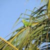 A wild Southern Mealy Amazon perches on a palm frond