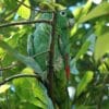 A wild Southern Mealy Amazon perches on a branch
