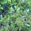 Wild Southern Mealy Amazons group together in a large tree