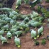 Wild Southern Mealy Amazons and Blue-headed Parrots take soil at a clay lick