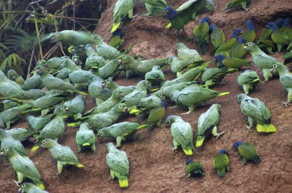 Wild Southern Mealy Amazons and Blue-headed Parrots take soil at a clay lick