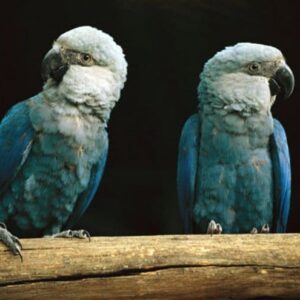 Spix's Macaws perch on a log