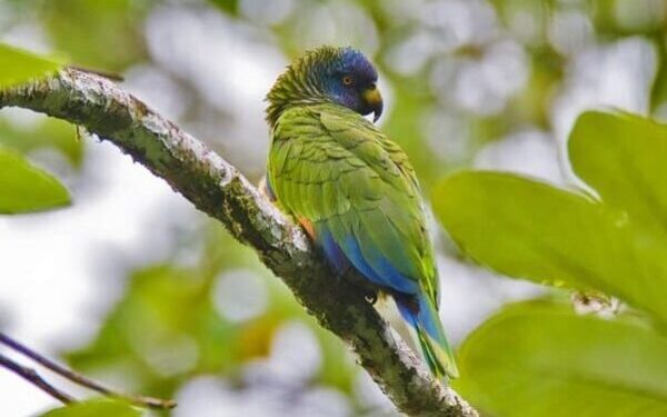 A wild St. Lucia Amazon perches on a branch