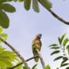A wild St. Lucia Amazon perches on a limb