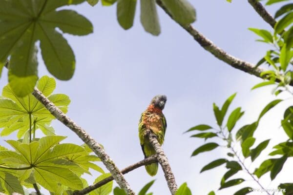 A wild St. Lucia Amazon perches on a limb